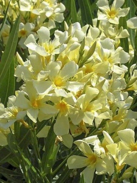 Laurier rose 'Marie Gambetta'