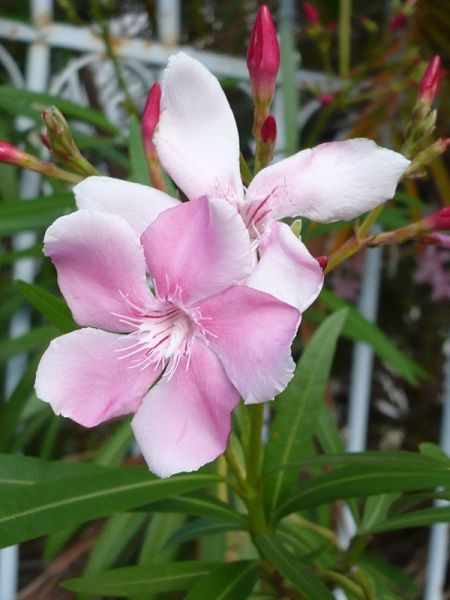 Laurier rose à fleurs roses