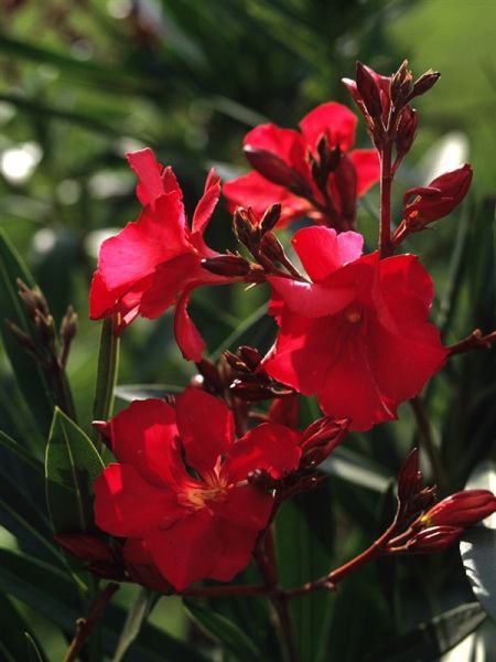 Laurier rose à fleurs rouge