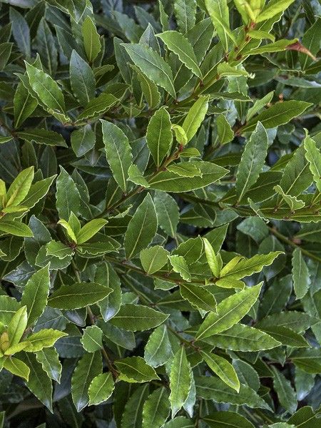 Laurier-Sauce nain 'Little Ragu '