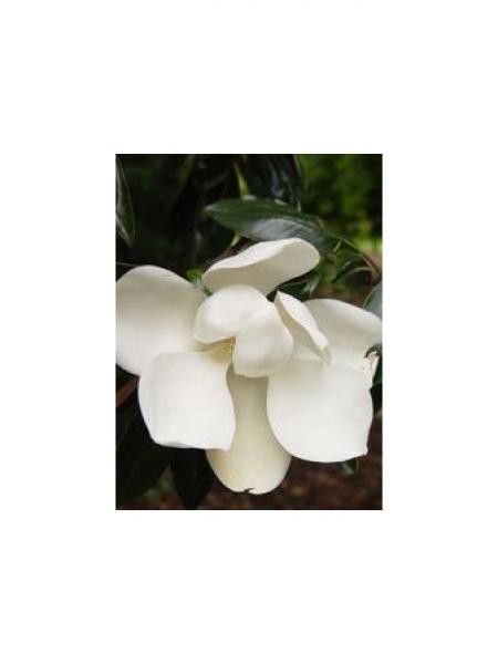 Laurier-tulipier 'Double Nantais'