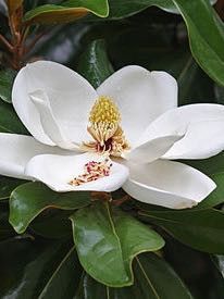 Laurier-tulipier 'Treyve'