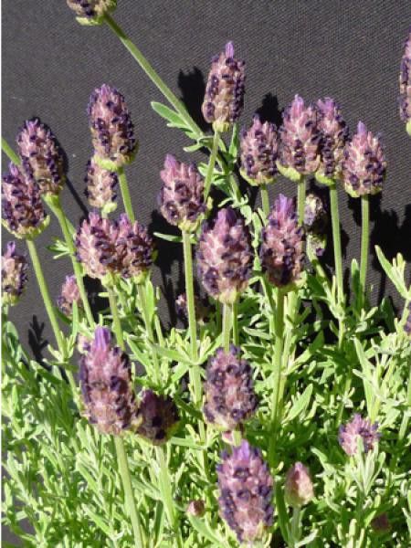 Lavande à toupet 'Dark Royalties'