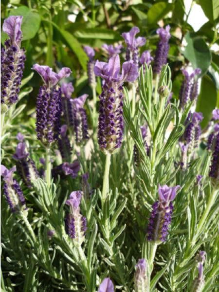 Lavande à toupet 'Willowvale'