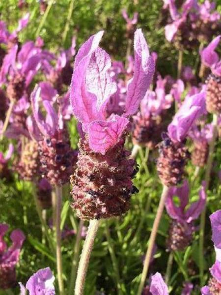 Lavande pédonculée