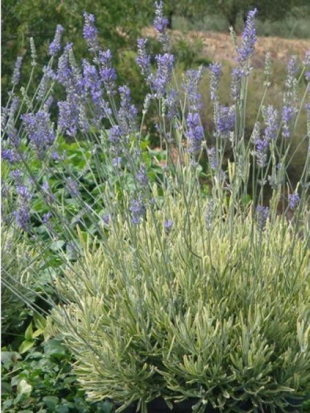 Lavande Plantinium Blonde® 'monparler'