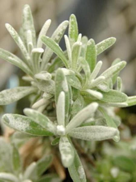 Lavande 'Richard Gray'