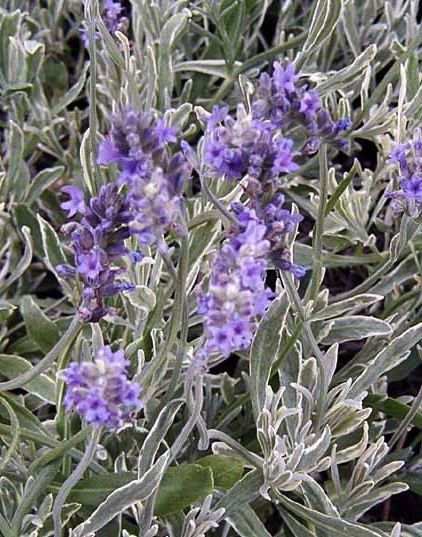 Lavande 'Silver Edge'
