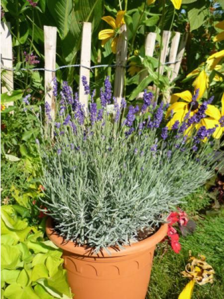 Lavande vraie 'Anna'