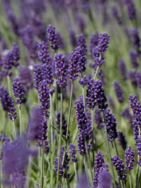 Lavande vraie 'Essence Purple'