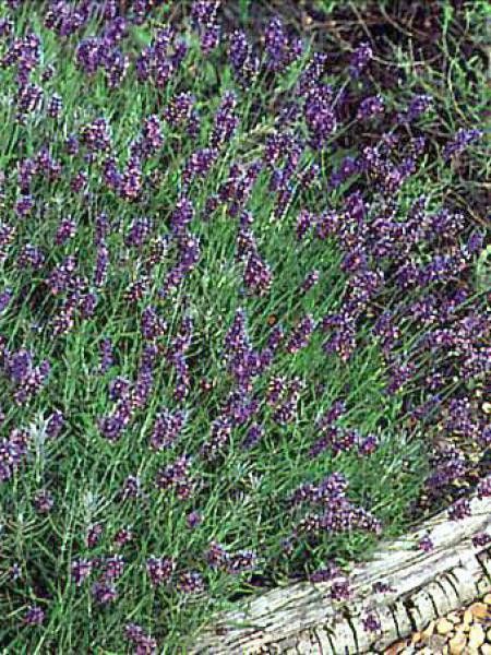 Lavande vraie 'Hidcote'