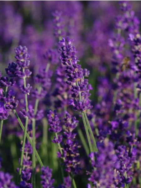 Lavande vraie 'Imperial Gem'