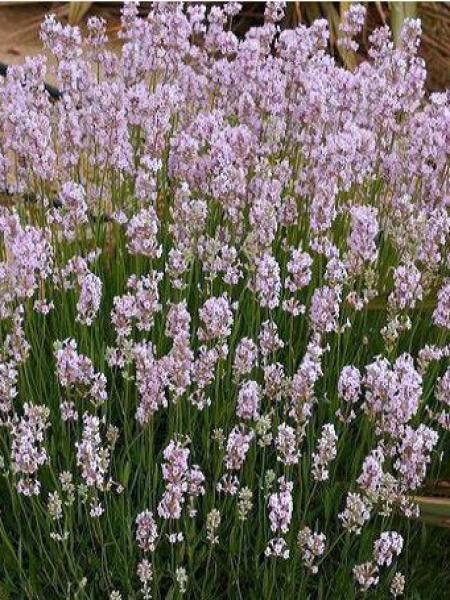 Lavande vraie 'Loddon Pink'