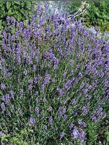 Lavande vraie 'Munstead Dwarf'
