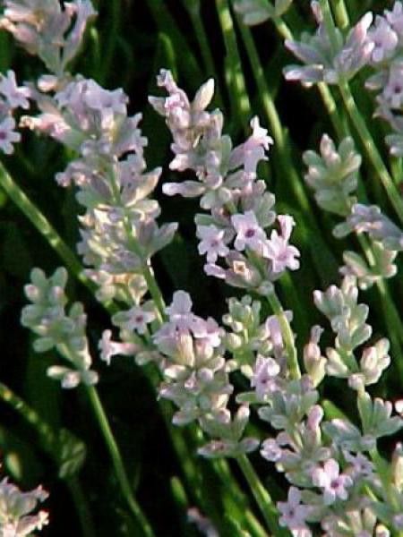 Lavande vraie 'Rosea'