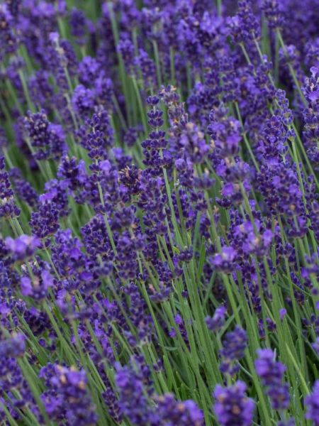 Lavande vraie 'Siesta'