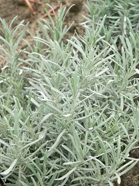 Lavande vraie 'Silver Dwarf'