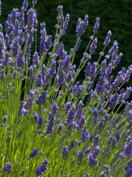 Lavandin 'Impress Purple'