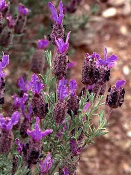 Lavandula stoechas 'Papillon'