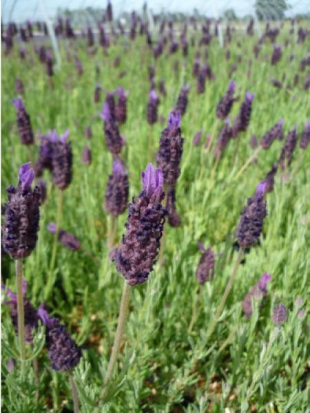 Lavandula stoechas 'Regal Splendour'
