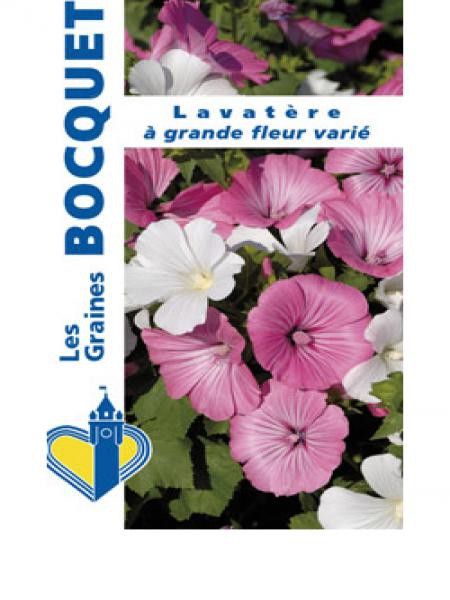 Lavatère à grande fleur en mélange