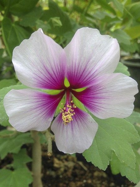 Lavatère maritime, Lavatère d'Espagne 'Bicolor'