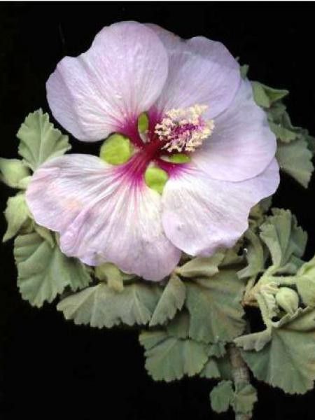 Lavatère maritime, Lavatère d'Espagne