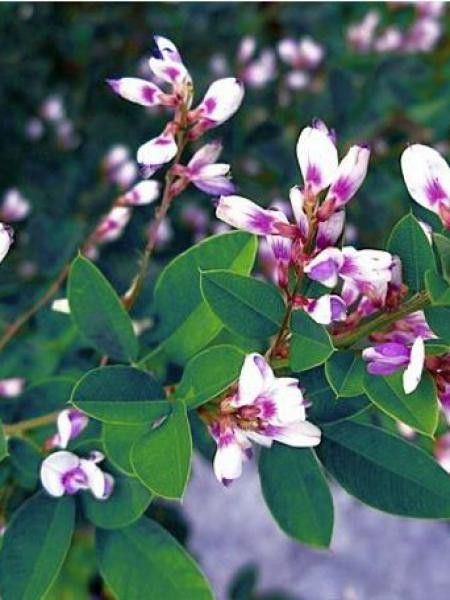 Lespedeza thunbergii 'Edo Shibori'