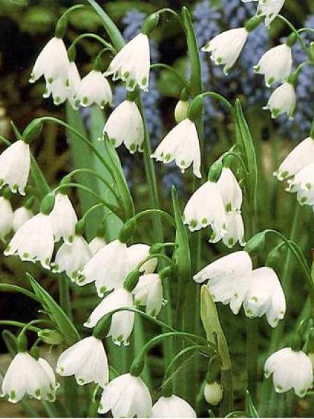 Leucojum aestivum 'Gravetye's Giant'