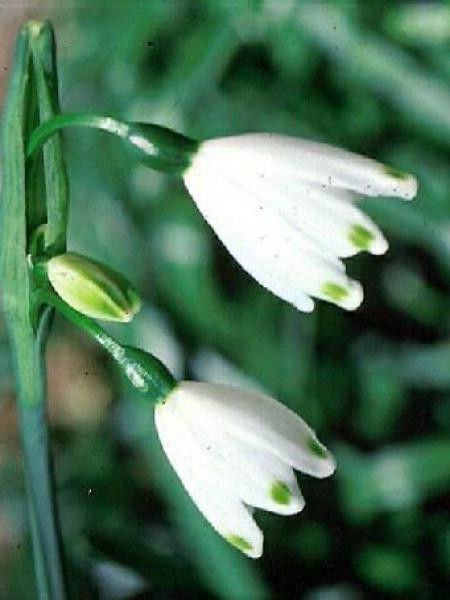 Leucojum aestivum