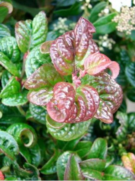 Leucothoe axillaris 'Curly Red'