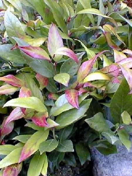 Leucothoe fontanesiana 'Scarletta'