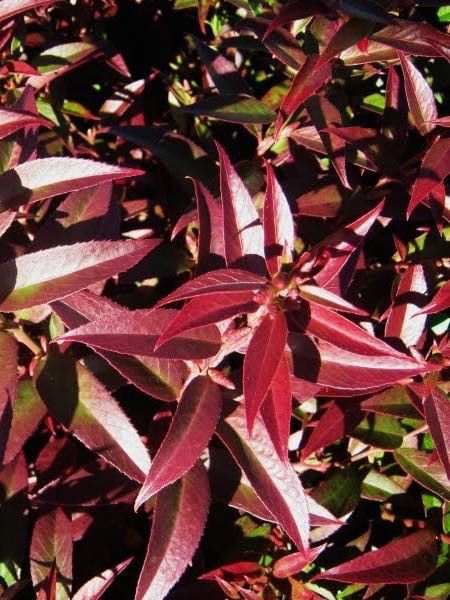 Leucothoe  'Red Leaf'