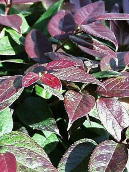 Leucothoe walteri 'Zebonard'
