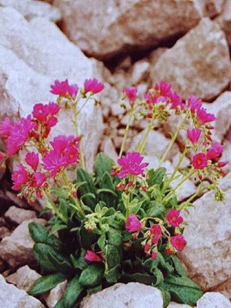 Lewisia cotyledon