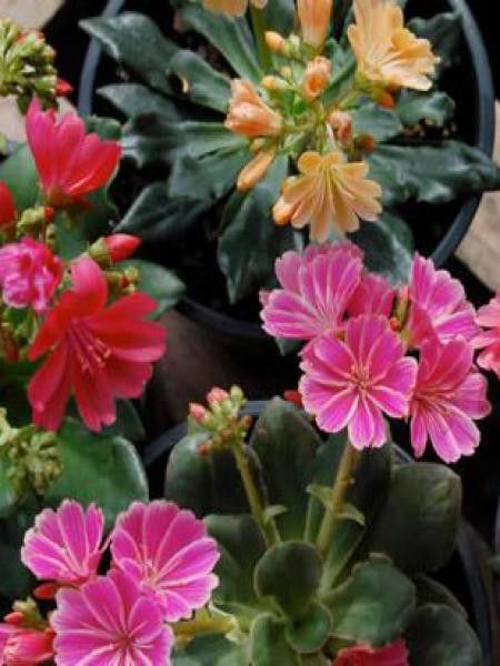 Lewisia  'Sunset Hybrids'