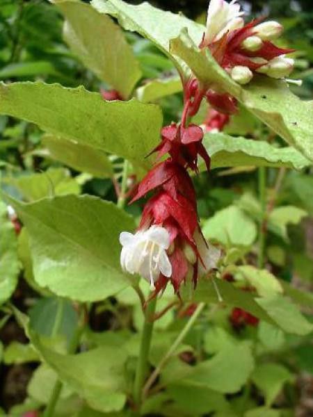 Leycesteria formosa 'Golden Lanterns'
