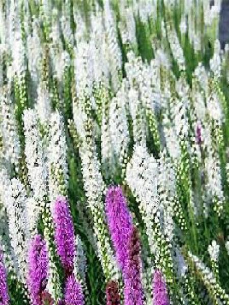 Liatride, Plume du Kansas 'Alba'