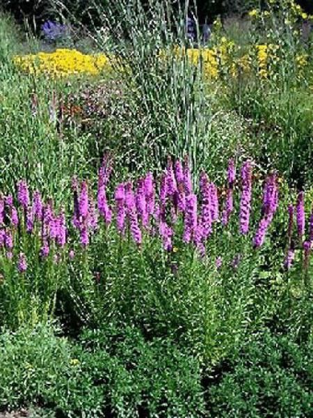 Liatride, Plume du Kansas