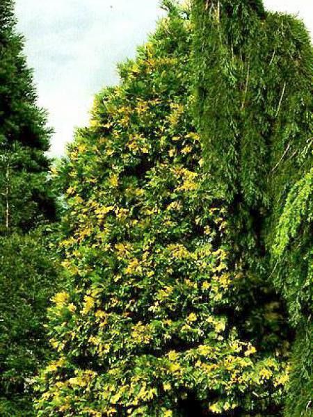 Libocèdre, Cèdre blanc de Californie 'Aureovariegata'
