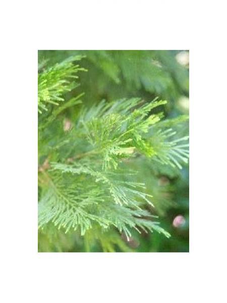 Libocèdre, Cèdre blanc de Californie 'Columnaris'