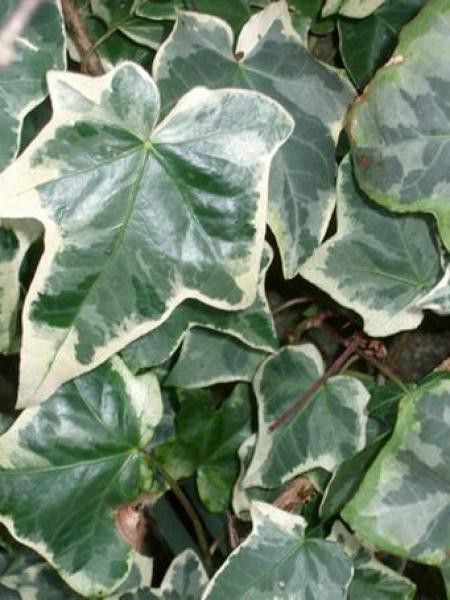 Lierre commun 'Adam'