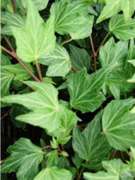 Lierre commun 'Avalon'