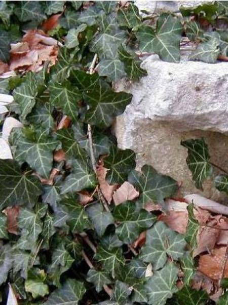 Lierre commun 'Baltica'