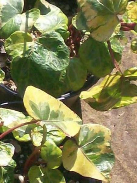 Lierre commun 'Cavendishii'