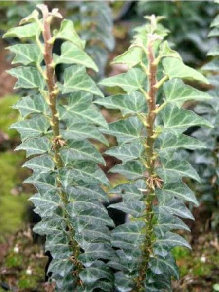 Lierre commun 'Erecta'