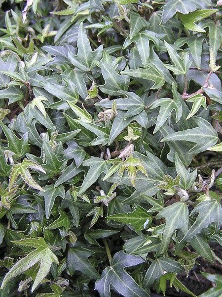 Lierre commun 'Needlepoint'