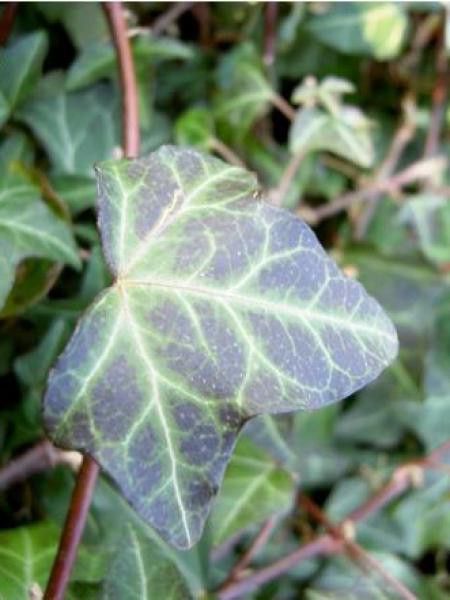 Lierre commun 'Normandy Carpet'