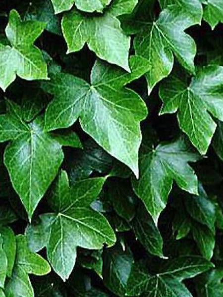 Lierre commun 'Pittsburgh'