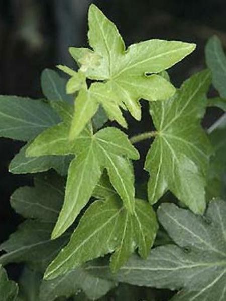 Lierre commun 'Pixie'